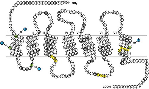 Figure 1. Thromboxane (TP-α) receptor snake plot.Sites of naturally occurring variants found in patients with a bleeding history are highlighted in green. Key amino acid regulatory motifs are highlighted in yellow (specifically RXR ER retention motif; D/NPXXY motif, E/DRY motif).