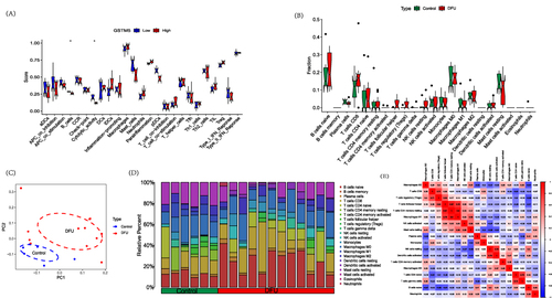 Figure 7 Immune analysis. (A) Immune functional analysis of the GSTM5 gene; (B) DFU immune infiltration analysis; (C) PCA analysis of immune infiltration results; (D) Immune cell distribution; (E) Immune cell correlation analysis.