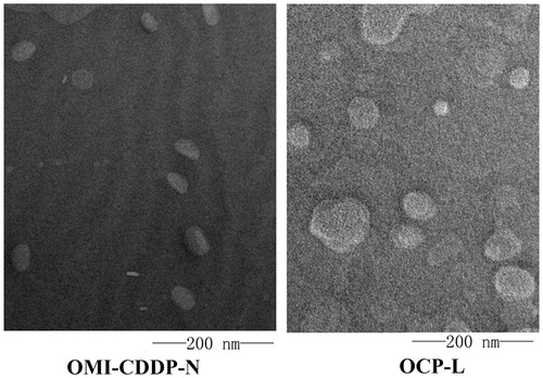 Figure 5. TEM images of OMI-CDDP-N and OCP-L. OMI-CDDP-N and OCP-L were negatively stained with phoshotungstic acid. Scale bar represents 200 nm.
