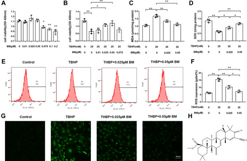 Figure 1 BM prevented TBHP-induced oxidative stress in rat chondrocytes. (A) Effects of different concentrations (0, 0.025, 0.05, 0.075, 0.1, and 0.2 µM) of BM on rat chondrocyte viability. (B) 0.01, 0.025, 0.05, and 0.075 µM BM increased viability of rat chondrocytes treated with 25 mM THBP. (C and D) 0.025 and 0.05 µM effectively reduced MDA level and increased SOD level in rat chondrocytes treated with 25 mM THBP. (E and F) Chondrocytes were stained with DCFH-DA and measured by flow cytometry to determine the ROS level. The results showed that 0.025 and 0.05 µM BM effectively decreased ROS level in rat chondrocytes treated with 25 mM THBP. (G) Represent images of chondrocytes stained with DCFH-DA under confocal microscopy. Scale bar, 100 µm. (H) The structural formula of BM. *P < 0.05 and **P < 0.01.