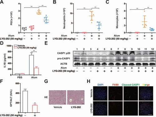 Figure 10. LYG-202 inhibited NLRP3 inflammasome-dependent sterile inflammation and fulminant hepatitis. (A-C) Alum-induced peritoneal infiltration of PEC (A), neutrophils (ITGAM/CD11b+ LY6G+ ADGRE1/F4/80−) (B), and monocytes (ITGAM/CD11b+ LY6C+ LY6G−) (C) in mice 16 h after alum or PBS injection. (D) Peritoneal IL1B in mice 16 h after alum or PBS injection. (E) Immunoblot analysis of CASP1 activation in PECs 16 h after alum or PBS injection. (F) Serum concentrations of GPT/ALT in mice after LPS plus D-gal challenge. (G) Representative liver histology in mice after LPS plus D-gal challenge. (H) Fluorescent staining of ADGRE1/F4/80, Cleaved CASP1, and DAPI in livers of mice after LPS plus D-gal challenge. Data are presented as mean ± SD (n = 6). **P < 0.01.