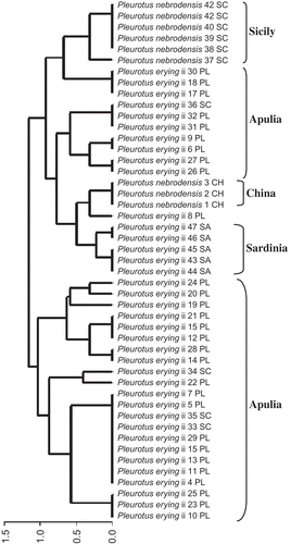 Figure 5. M13 tree based on Dice's genetic distance and the average method clustering criterion of 47 strains belonging to P. eryngii species-complex.