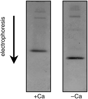 Figure 3  Calcium mobility shift assay of rice phloem sap protein that reacts with anti-calmodulin antibody. Rice phloem sap (4 µl, 0.6 µg protein) was electrophoresed in the presence of calcium ions (1 mmol L−1 CaCl2 in the native-PAGE gel; left-hand panel) and immunoblotted with antiserum directed against spinach calmodulin (diluted to 1/3,000). The same experiment was repeated using a calcium-free native-PAGE gel (right-hand panel).