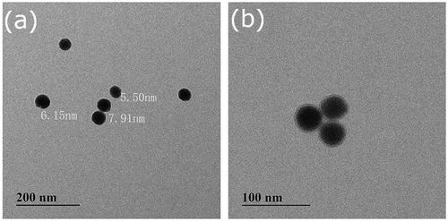 Figure 2. TEM images of hybrid nanoparticles SiO2-g-P(SPMA-co-MAA).