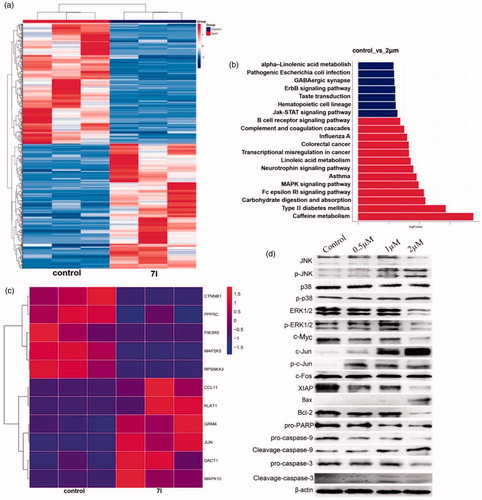 Figure 11. Preliminary mechanism study of 7l. (a) Heat map analysis of microarray data between control group and 7l-treated group in KG1a cells. (b) The KEGG enrichment analysis of microarray data between control group and 7l-treated group in KG1a cells. (c) Heat map analysis of microarray data of MAPK pathway after treatment of 7l at a concentration of 2 µM. (d) Western blot analysis of MAPK pathway related proteins and apoptosis mediated proteins after exposing to different concentrations of compound 7l for 24 h in KG1a cells.