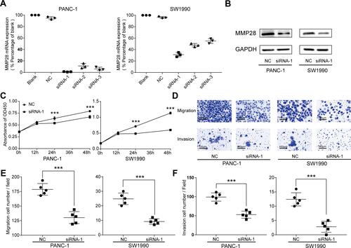 Figure 9 Knock-down of the MMP28 gene reduced proliferation, migratory and invasive abilities of PAAD cells. (A and B) The knockdown efficiencies of MMP28 in PAAD cells were detected by RT-qPCR and Western blot. (C) CCK8 assays were performed to determine the influence of MMP28 knock-down on the proliferation abilities in PANC-1 and SW1990 cells. (D–F) Transwell assays were performed to determine the influence of MMP28 down-regulation on the migratory and invasive abilities in PANC-1 and SW1990 cells. ***P<0.001.