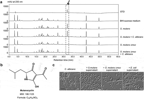 Figure 2. Identification of a tetramic acid compound, mutanocyclin, produced by S. mutans, as an inhibitor of C. albicans filamentous growth. (a) HPLC analysis of the supernatant extracts of the S. mutans, S. mutans mixed with C. albicans, S. mutans Δmuc mutant, and S. mutans Δmuc mixed with C. albicans cultures. The BHI-sucrose medium served as a negative control. The X-axis represents the retention time in minutes, and the Y-axis is the absorbance unit (mAU) at 235 nm. Chemically synthesized mutanocyclin served as the reference standard (STD). the black arrow indicates the peak of mutanocyclin. (b) Chemical structure of mutanocyclin. MW: molecular weight. (c) Morphologies of C. albicans (SC5314) in the presence of supernatant from S. mutans, S. mutans Δmuc mutant, or E. coli cultures. C. albicans cells (1 × 106) were incubated in BHI + Lee’s glucose medium with or without an equal volume of the bacterial supernatant extracts at 30°C for 48 hours. the number of “+” signs indicates the degree of filamentation. the “-” sign indicates that no filamentous cells were observed; “+” and “++” represent 10–30% and 30–50% of filamentous cells, respectively. Scale bar, 20 µm.
