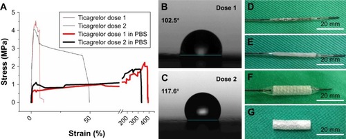 Figure 2 (A) Stress-strain curve of ticagrelor-eluting nanofibrous membranes. (B and C) Water contact angle of drug-eluting membranes. (D) Bare metal stent. (E) Nanofiber mounted on stent. (F) Balloon inflation at 8 atm. (G) Bare metal stent with nanofibrous membrane (scale bars = 20 mm).