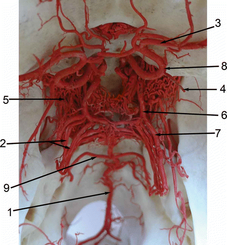 Figure 2. Dorsal view of the arterial circle of the brain and its connections and branches of the llama (Lama glama). 1: A. basilaris; 2: Aa. cerebelli rostrales; 3: A. cerebri media; 4: A. choroidea rostralis; 5. Rete mirabile epidurale rostrale; 6. A. communicans caudalis; 7. A. cerebri caudalis; 8. A. cerebri rostralis; 9. A. cerebelli caudalis.