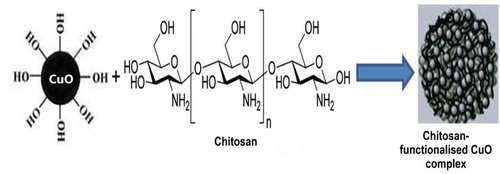 Figure 6. Formation of chitosan-functionalised CuO complex.