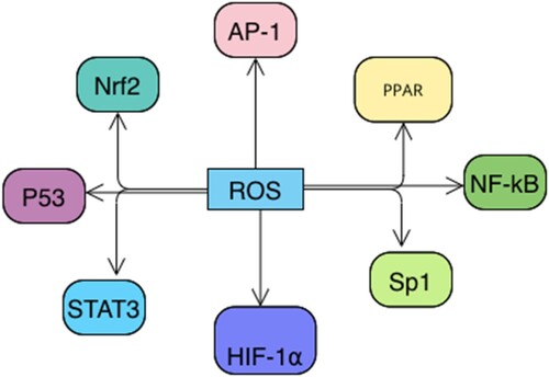 Figure 3. Transcription factors modulated by oxidative stress. Nuclear factor kappa B; NF-κB, hypoxia-inducible factor-1α; HIF1-α, activator protein-1; AP-1, Signal transducer and activator of transcription 3; STAT3, Nuclear factor of activated T cells; NFAT and related factor-2; Nrf2, Protein 53; P53, SP1 transcription factor; SP1, Peroxisome proliferator-activated receptor; PPAR.
