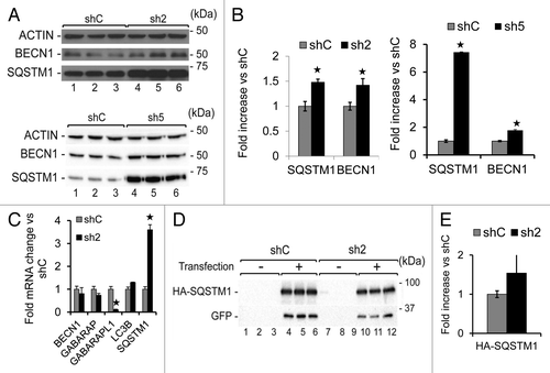 Figure 4. GABARAPL1 knockdown leads to increased SQSTM1 and BECN1 proteins.(A) MDA-MB436-shC, sh2, and sh5 cells were cultured for 24 h at 37 °C and 5% CO2 then total proteins (25 µg) were separated on 12% SDS-PAGE gels followed by immunoblotting with anti-BECN1, anti-SQSTM1 and anti-ACTIN antibodies and the ECL Plus reagent. A representative experiment of 3 performed is shown. (B) Quantification of the signals observed on the western blot in (A). *P < 0.05, vs shC (n = 3). (C) GABARAPL1, GABARAP, LC3B, BECN1, and SQSTM1 mRNA expression was analyzed by qRT-PCR in the MDA-MB436-shC, and sh2 cells. *P < 0.05, vs shC (n = 3). (D) MDA-MB436-shC and sh2 cells were cotransfected with the vectors expressing HA-SQSTM1 and pEGFP-N1 (ratio 10:1). Forty-eight hours after transfection, total proteins (25 µg) were separated on 12% SDS-PAGE gels, followed by immunoblotting with anti-HA, anti-GFP, and anti-ACTIN antibodies and the ECL Plus reagent. A representative experiment of 3 performed is shown. (E) Quantification of the signals observed on the western blot in (D). *P < 0.05, vs shC (n = 3).
