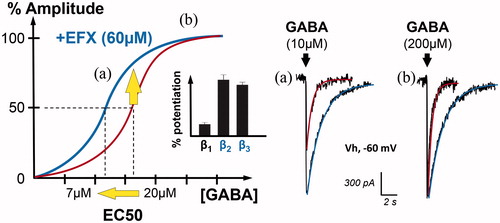Figure 3. Positive allosteric modulation of GABAAR currents by the anxiolytic etifoxine (EFX). Graph on the left illustrates the GABAAR current amplitude (in %) when spinal neurons are submitted to increasing concentrations of GABA (red). In the presence of etifoxine (EFX, 60 µM), the dose–response curve is shifted to the left, indicating an increase in the apparent affinity for GABA. Indeed, the concentration of GABA inducing GABAAR-mediated current of half the maximal amplitude (EC50) is reduced from 20 to 7 µM. Bar chart in inset indicates that this modulation is more selective for GABAAR containing β2 and β3 subunits (adapted from (Hamon et al. Citation2003)). Another representation of this effect is shown on the right with representative traces. Etifoxine increased the amplitude and duration of GABAAR-mediated currents evoked by non-saturating concentration of GABA (a, 10 µM). In the case of saturating concentration (b, 200 µM), EFX only increased the duration of the current, as predicted by the dose–response curve.