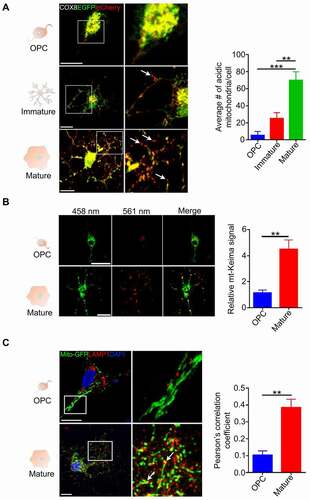 Figure 6. Mitophagy is increased during OPC differentiation. (A) Oligodendrocyte lineage cells were transduced by Adenovirus-COX8-EGFP-mCherry and observed under a confocal microscope. The number of acidic (red-only) mitochondria is significantly increased as differentiation progressed. (mean ± SEM; n = 30 cells from three different experiments). Scale bar: 10 μm. (B) mt-Keima fluorescent protein was expressed in OPCs by lentiviral-mediated delivery and the cells were allowed to differentiate for 6 days. The mt-Keima signal was significantly increased in differentiated cells relative to OPCs (n = 40 cells from three different experiments). Scale bar: 10 μm. (C) OPCs and differentiated cells were transduced with Mito-GFP and then fixed and stained with anti-LAMP1. The Pearson’s correlation co-efficient analysis showed that colocalization greatly increased in differentiated cells. Arrows demonstrate colocalized mitochondria and LAMP1 in zoomed images (n = 20 cells from three different experiments). Scale bar: 10 μm. Data are mean ± SEM. *p < 0.05; **p < 0.01; ***p < 0.001