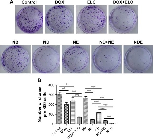 Figure 6 Clonogenic assay of nanoparticles or free DOX or ELC in HepG2 cells.Notes: (A) Representative images of single-cell clone proliferation, stained with crystal violet. (B) Quantification of the results (A). Data are presented as mean±standard deviation (n=3). *P<0.05; **P<0.01; ***P<0.001.Abbreviations: DOX, doxorubicin; ELC, elacridar; NB, blank nanoparticle; ND, DOX-loaded nanoparticle; NDE, nanoparticles loaded with DOX and ELC at the optimized ratio; NE, ELC-loaded nanoparticle.