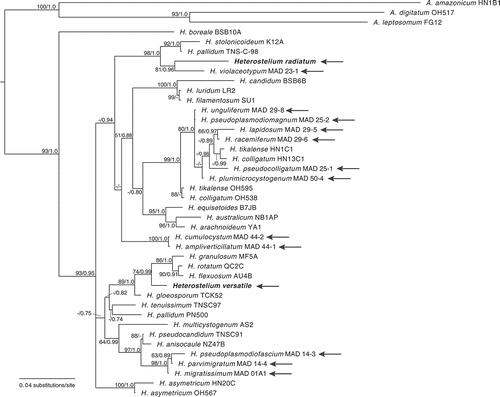 Figure 3. Phylogenetic positions of Heterostelium radiatum (sp. nov.) and H. versatile (sp. nov.). Phylogeny of a subset of closely related species in the genus Heterostelium (Acytosteliaceae) indicating the phylogenetic position of the newly described species Heterostelium radiatum and H. versatile, indicated in the phylogeny in bold. The strain indicator is listed to the right of the species names. Complete strain information and GenBank accession numbers for all taxa in this tree can be found in TABLE 1. All species that were originally described from Madagascar are indicated with an arrow. The tree was derived by Bayesian analysis of the partial 18S ribosomal small subunit (rDNA SSU). Maximum likelihood bootstrap support values over 50% and Bayesian inference posterior probabilities over 0.70 are indicated on the branches, to the left and right of the slash, respectively. The phylogeny is rooted according to Sheikh et al. (Citation2018). H. = Heterostelium; A. = Acytostelium