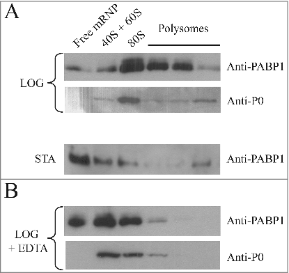 Figure 3. Polysome profile analysis of PABP1 in logarithmically growing and stationary cells. (A) Sucrose gradients (15-45%) for polysome profile analysis of L. infantum promastigotes were carried out using extracts from both logarithmic (LOG) or stationary (STA) phase stages of representative growth curves. Samples from 260 nm peaks derived from the free mRNPs, 40/60S and 80S ribosomal fractions, as well as the polysomes, were pooled and blotted with the anti-PABP1 antibodies and antibodies directed against the Leishmania ribosomal protein P0. (B) EDTA was used with the samples from logarithmic growth (LOG + EDTA) to demonstrate the dissociation of polysomes and corresponding effect on the migration of PABP1 and P0 on the sucrose gradients. The results shown are representative of a minimum of two different experiments carried out with different batches of cell growth.
