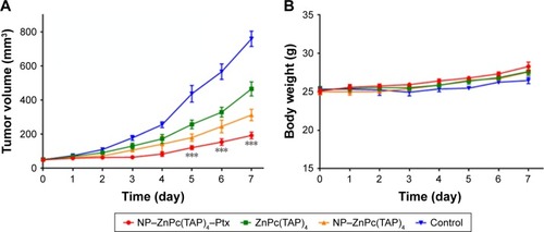 Figure 6 Therapy efficacy of NP–ZnPc(TAP)4–Ptx, ZnPc(TAP)4, and NP–ZnPc(TAP)4.Notes: (A) Tumor-bearing Kunming mice were illuminated daily for 7 days and tumor sizes measured every day. NP–ZnPc(TAP)4–Ptx had enhanced antitumor effects over ZnPc(TAP)4 and NP–ZnPc(TAP)4. ***P<0.001. (B) Body weights of the mice were measured every day. During 7 days, the body weights were slightly elevated, with no significant differences among the four groups.Abbreviations: NP, nanoparticle; ZnPc, zinc phthalocyanine; Ptx, paclitaxel.