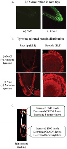 Figure 2. (a) Temporal distribution of nitric oxide (NO) in roots of 2 day old sunflower seedlings. (Adapted from David et al., 2010). (b). Tyrosine-nitrated protein distribution in 2 day old dark-grown seedlings roots in the absence or presence of NaCl stress enhances tyrosine-nitrated protein distribution in seedling roots in NaCl stress (120 mM) (Adapted from David et al., 2015). (c) S-Nitrosylation of proteins is a mechanism that revolves around the nitric oxide (NO) mediated effects in sunflower seedlings in response to salt (Adapted from Jain et al., 2018).