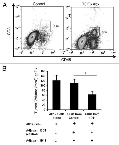 Figure 5. Adjuvant TGFβ blockade increases intratumoral CD8 T-cell trafficking and CD8 T-cell tumor neutralization capability. (A) Representative FACS tracing for intratumoral CD8 T-cells at postoperative day 10 (after two doses of antibody were given). (B) Winn assay results revealing that adjuvant 1D11 increases in vivo CD8 T-cell functional activity. (n = 5 per group). *Signifies a relationship associated with a p < 0.05; **Signifies a relationship that is associated with a p < 0.01.