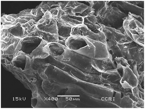 Figure 3. Scanning electron microscopic (SEM) photograph of raw coir pith at 50 μm magnification after the adsorption of heavy metals.