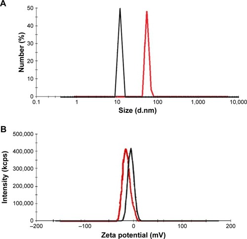 Figure 5 (A) Size and (B) zeta potential. Red and black colors show the nanoconjugate and intact dendrimer, respectively.