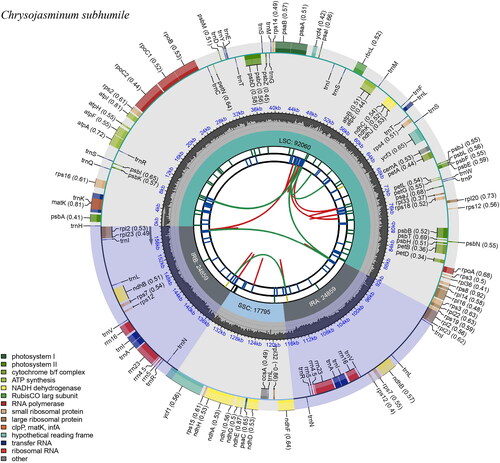 Figure 2. Graphic representation of features identified in Chrysojasminum subhumile chloroplast genome using cpgview (http://www.1kmpg.cn/cpgview). The map contains six rings. From the center outward, the first track shows the dispersed repeats. The dispersed repeats consist of direct (D) and Palindromic (P) repeats, connected with red and green arcs. The second track shows the long tandem repeats as short blue bars. The third track shows the short tandem repeats or microsatellite sequences as short bars with different colors. The colors, the type of repeat they represent, and the description of the repeat types are as follows. Black: c (complex repeat); green: p1 (repeat unit size = 1); yellow: p2 (repeat unit size = 2); purple: p3 (repeat unit size = 3); blue: p4 (repeat unit size = 4); orange: p5 (repeat unit size = 5); red: p6 (repeat unit size = 6). The small single-copy (SSC), inverted repeat (IRa and IRb), and large single-copy (LSC) regions are shown on the fourth track. The GC content along the genome is plotted on the fifth track. The base frequency at each site along the genome will be shown between the fourth and fifth tracks. The genes are shown on the sixth track. The optional codon usage bias is displayed in the parenthesis after the gene name. Genes are color-coded by their functional classification. The transcription directions for the inner and outer genes are clockwise and anticlockwise, respectively. The functional classification of the genes is shown in the bottom left corner.