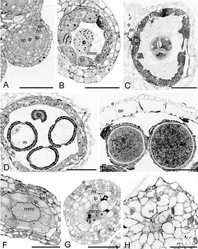 Figure 1 A–H. Bright field micrographs of Consolea picardae anther development. A–E. Male‐fertile anther (staminate flower) cross sections. F–H. Male‐sterile anther (pistillate flower) cross sections. A. Stage 1, anther primordium with four anther wall layers: epidermis (e), endothecium (en), middle layer (ml) and tapetum (tp) surrounding the sporogenous tissue (sp). B. Early stage 2, microspore mother cell (mmc) differentiated and surrounded by four anther wall layers, e, en, ml, and binucleate tp. C. Late stage 2, meiosis is complete and a tetrahedral microspore tetrad is surrounded by callose (c); the anther wall is composed of three layers, e, en, and very active tp; ml is flattened and crushed. D. Stage 3, released and enlarged microspores (m), with large central vacuole and peripheral nucleus against the cell wall; the anther wall is still composed by three layers, e, en and tp. E. Stage 4, mature pollen filled with starch grains, the anther wall has only two remaining layers, e and en with fibrous thickenings. F. Early stage 2, mmc differentiated and anther wall with four layers, e, en, ml and radially enlarged tp. G. Stage 2, mmc degenerating and oddly shaped due to tp invasion of the anther locule; the tp layer is greatly enlarged and its cells have a single large vacuole; e, en and ml are not enlarged. H. Degenerate anther, mmc's no longer visible; the anther wall is composed of e, somewhat enlarged en, and greatly radially enlarged ml; the tp has already been crushed. Scale bars – 50 µm.