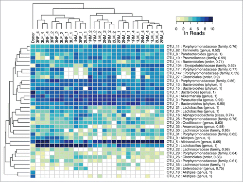 Figure 4. Heat map of major OTU relative abundances in the fecal transplant experiment. The Ln of the normalized reads per OTU is shown. The hierarchical clustering was performed using average linkage of samples and OTUs based on Bray–Curtis dissimilarity index of relative abundance profiles. The sample names indicate cage number (1, 2, 3), ear tag (R for right, L for left, N for none), sex (M, F), and week (1, 2, 4) preceded by an underscore. The samples cluster almost entirely by sex and then time.