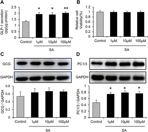 Figure 5 Sennoside A induced GLP-1 secretion in NCI-H716 cells. (A) GLP-1 levels treated by different concentrations of SA in NCI-H716 cells. (B) Cell viability assay by CCK8. (C, D) GLP-1 progenitor, PC1/3 expression inﬂuenced by SA in NCI-H716 cells. Data are presented as the mean ± SEM; n = 6. *P < 0.05 vs the normal control group. **P < 0.01. vs the normal control group.