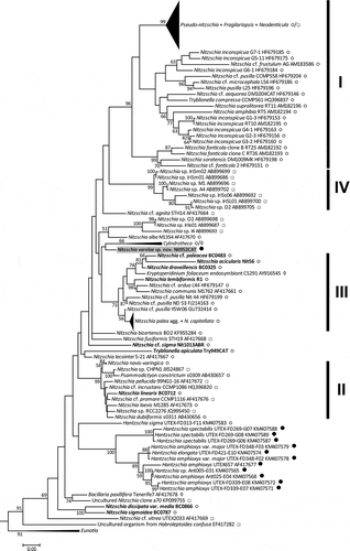 Fig. 29. Maximum likelihood phylogenetic tree of Bacillariaceae based on LSU rDNA sequences, rooted by Eunotiaceae. Bootstrap values > 50% are plotted at the nodes. The taxonomic identities (as given in GenBank), clone identifiers and GenBank accession numbers are given for each sequence included, except in the clades of Pseudo-nitzschia and related genera (Fragilariopsis and Neodenticula), Cylindrotheca spp., Nitzschia navis-varingica, the Nitzschia palea complex and N. capitellata, and Eunotia spp., which have been collapsed to aid presentation (the accessions included are listed in Supplementary tables S3 & S5). Labelling conventions as in Fig. 28; data sources in Supplementary table S5.