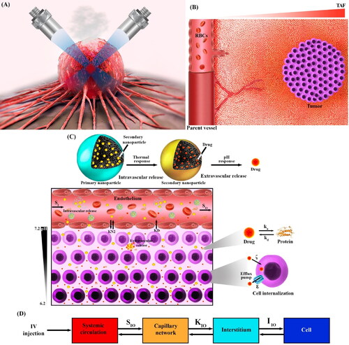Figure 1. A graphic view of what is happening in the present study. A: Tumor tissue and blood in the microvasculature are heated under focused ultrasound by two convex transducers at a 90° cross angle [adapted from (Reviving Failed Antibody Treatments for Solid Tumors, Original story from UVA Cancer Center (April 7, Citation2021))]. B: New capillary sprouts from parent vessels based on tumor angiogenesis factors (TAFs) concentration form a new microvascular network. C: The increase in blood temperature causes the secondary nanoparticles to be released from the primary nanoparticles and enter the tissue across the endothelial barrier. Depending on the level of acidity and the distribution of oxygen (distance from the microvasculature), the secondary nanoparticles begin to release the drug at a certain rate. The drug in the extracellular space binds to proteins in the plasma, and the other part of it, which is located near the microvasculature, enters the bloodstream. Eventually, the remaining free drug can enter the cell and, if not excreted, can cause cell death by damaging the cell organelle. D: A schematic of the multi-compartment model presented in the present study. S: Exchange of therapeutic agents between systemic circulation and capillary network, K: Exchange of therapeutic agents between capillary network and interstitium, I: Exchange of therapeutic agents between interstitium and cell, ka: Association with protein, kd: Dissociation with protein, ε: Cellular efflux functions, ξ: Cellular uptake functions.