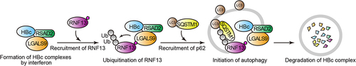 Figure 1. Illustration of the mechanism by which LGALS9 recruits multiple factors and induces selective autophagy of the HBV core protein.