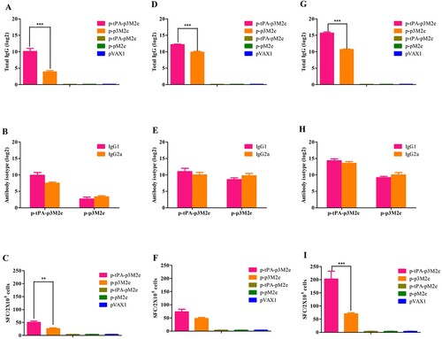 Figure 3. M2e-specific humoral and cellular immune responses. M2e-specific IgG, IgG1, and IgG2a titers were determined by ELISA. Cellular immune response induced by M2e-immunized mice detected by ELISpot. Data are expressed as spot-forming cells (SFCs) responding to peptide-specific IFN-γ secretion and are presented as the means ± standard deviation. [A, B, C (once immunization), D, E, F (twice immunization) and G, H, I (three times immunization)]. Statistical significance was defined as ***p < 0.001, **p < 0.01.