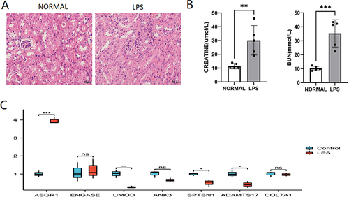 Figure 11 The validation of GRDEGs in animal experiments. (A) HE staining of S-AKI. Scale bar: 50um. (B) BUN and creatinine levels in mouse normal and LPS groups. (C) qRT-PCR analysis of the hub genes. Student’s t-test. Data shown mean ± SEM, n = 5. *P<0.05; **P<0.01;***P<0.005.