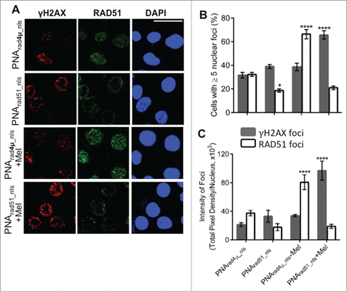 Figure 3. PNA targeting RAD51 reduces de novo nuclear RAD51 foci and those induced by melphalan, and potentiates melphalan-induced DNA damage. (A, B) H929 cells were treated as indicated in “Materials and Methods.” Cytospins were made and stained for RAD51 and γH2AX. (A) Immunofluorescence pictures of cells after staining for RAD51, γH2AX and DAPI. (B) Quantitation of cells with ≥5 discrete nuclear foci of γH2AX or RAD51. At least 100 nuclei were analyzed for each treatment and nuclei with ≥5 foci were scored as positive. (C) Mean fluorescence (integrated pixel intensity per nucleus) ±SEM, of γH2AX and RAD51 foci after the indicated drug exposures. Data are shown as mean ± SEM of 3 experiments. * P < 0.05 ****P< 0.0001, for comparisons to controls. Prad4μ_nls, Prad51_nls and Mel indicate PNArad4μ_nls, PNArad51_nls and Melphalan, respectively. The scale bar (—) is 20 μm.