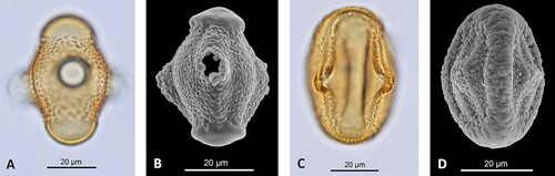 Figure 4. Photomicrographs of Sonneratia pollen, living relatives of the ancestral pollen lineage Florschuetzia, named in memory of Frans Florschütz, the founder of palynology in the Netherlands (Germeraad et al. Citation1968). Sonneratia is a mangrove tree found throughout south-eastern Asia and locally in eastern Africa (Mao & Foong Citation2013). A, B. Pollen of Sonneratia caseolaris, the modern descendent of Florschuetzia levipoli Germeraad, showing smooth ‘caps’ in the polar areas of the pollen grains; (A) S. caseolaris LM; (B) S. caseolaris SEM. C, D. Pollen of Sonneratia alba, the modern descendent of Florschuetzia meridionalis Germeraad. Florschuetzia meridionalis is distinguished by distinct columellae in the polar regions and by meridional ridges across the long axis of the pollen grains; (C) S. alba LM; (D) S. alba SEM. All specimens obtained from Hainan Island, southern China, collected and photographed by Dr Limi Mao, Nanjing Institute of Geology and Palaeontology, Chinese Academy of Sciences. LM, light microscopy; SEM, scanning electron microscopy. The pollen specimens were acetolysed before LM imaging with an Olympus BX 51 microscope and DP70 CCD camera and SEM imaging using a HITACHI S-4800. Published with the kind permission of Limi Mao.