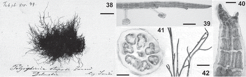 Figs 38–42. Polysiphonia stuposa: type material. 38. Holotype (MEL 2324435, collected by Sandri in Dalmatia, Croatia). 39. Prostrate axis with rhizoids cut off from pericentral cells. 40. Apex of an erect axis showing branch origin not associated with trichoblasts. 41. Cross section of an axis with 7 pericentral cells. 42. Erect axes. Scale bars = 1 cm (Fig. 38), 150 µm (Fig. 39), 30 µm (Fig. 40), 20 µm (Fig. 41) and 600 µm (Fig. 42).