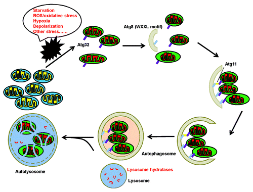 Figure 1. The general process of selective autophagic degradation of mitochondria. When cells suffer different kinds of stress, damaged or excessive mitochondria are removed by mitophagy to maintain cellular homeostasis. First, damaged mitochondria are recruited into phagophores. Then the phagophore membranes are elongated and sequester targeted mitochondria to form an autophagosome. Finally, an autophagosome fuses with a lysosome to eliminate the engulfed mitochondria through the action of lysosomal hydrolases.
