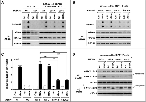 Figure 4. BECN1 Ser30 phosphorylation stimulates the kinase activity of PIK3C3 that is in association with ATG14. (A) BECN1 Ser30 phosphorylation is important for starvation-induced activation of the ATG14-containing PIK3C3 complex. ATG14 immunoprecipitates were isolated from the indicated cells cultured in either DMEM (full medium) or EBSS (starvation medium [starv.]) for 1 h using anti-ATG14 antibodies. The immunoprecipitates were incubated with PtdIns and ATP for 30 min. The production of PtdIn3P was analyzed by the dot blot assay (see Materials and Methods). (B) Similar results were obtained as in (A) using HCT116 cells modified in the genome to introduce the BECN1 S30A mutation. (C) Quantitative analysis of PtdIn3P production in (A) and (B). The y-axis reflects the amounts of PtdIn3P relative to those from WT cells in full medium, which are marked ‘#’. (*p<0.05; **p<0.01; ****p<0.0001, Student t-test). Mean and SEM are shown as horizontal bars. (D) BECN1 Ser30 phosphorylation regulates the kinase activity of the PIK3C3 complex independently of BECN1 Ser15 and ATG14 Ser29 phosphorylations. HCT116 cells described in (B) were analyzed for the phosphorylation of BECN1 and ATG14.