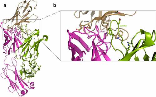 Figure 6. Crystal structure of T-dAb showing the interactions between trastuzumab variable Fab fusion and the dAb domain (PDB deposition 7PKL). a) Shows the overall fold of the protein. Trastuzumab heavy chain is shown in green, the light chain in magenta and the fusion dAb in wheat. Key side residue:side chains interactions are shown as sticks. The 32-residue linker between the trastuzumab light chain and the dAb was not visible in the electron density (marked with dotted lines). b) Close up view of key residues in the CDR. CDR H1, H2, L1 and L3 are not involved in the interaction (not labeled). The bulk of the interaction is derived from trastuzumab CDR L2 and CDR H3 side chain interactions with dAb CDR1 and CDR3.