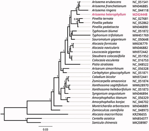 Figure 1. Phylogenetic tree inferred by Maximum Likelihood (ML) method based on 30 representative species. Centella asiatica and Sanicula chinensis were used as outgroup. A total of 1000 bootstrap replicates were computed and the bootstrap support values are shown at the branches. GenBank accession numbers were shown in Figure 1.