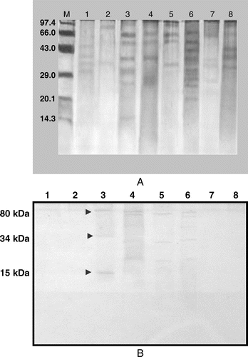 Figure 4.  (A). Protein profile analysis of spores/teliospores walls of different fungal pathogens of wheat by SDS-PAGE (12%). (B). Identification of shared immunoreactive epitopes in spores/teliospores walls of common fungal pathogens of wheat by western blotting. M – Marker, Lane 1 – Fusarium spp.; Lane 2 – Helminthosporium sativum; Lane 3 – Tilletia indica; Lane 4 – Tilletia foetida; Lane 5 – Puccinia recondita; Lane 6 – Puccinia striiformis; Lane 7 – Aspergillus niger; Lane 8 – Ustilago nuda tritici.