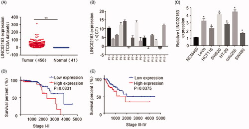 Figure 1. LINC02163 expression was elevated in CRC tissues and cell lines. (A) LINC02163 expression in CRC samples (n = 456) and adjacent normal colon tissues (n = 41) was analysed based on TCGA database. (B) LINC02163 level was determined in 15 pairs of CRC samples and adjacent normal colon tissue by qRT-PCR. (C) LINC02163 levels in SW620, SW620, Colo205, Colo205, HT-29, SW480 and NCM460 cell lines were analysed by qRT-PCR. (D) Kaplan-Meier analyses of the correlations between expression of LINC02163 and overall survival rate of patients with CRC. The error bars represent standard deviation (SD). Data were representatives of three independent experiments. *, p <0.05, compared to NCM460 cell line; **, p < 0.01, compared to adjacent tissue group.