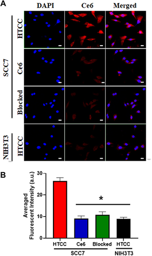 Figure 3 Cell uptake of HTCC in CD44 high-expressing SCC7 and CD44 low-expressing NIH3T cell lines. (A) SCC7 and NIH3T3 cells were incubated with HTCC at an equivalent Ce6 concentration of 40 µg/mL for 6 h and then were imaged by confocal laser scanning microscopy (CLSM) For the blocking group, 10 times the excess amount of free HA was added before HTCC was applied. Strong fluorescent signals from HTCC were observed in SCC7 cells, but few signals could be seen in NIH3T3 cells. When cells were pretreated with HA, no signals were seen in both SCC7 and NIH3T3 cells. As a control, weak signals were detected for Ce6 due to the nonspecific accumulation in both SCC7 and NIH3T3 cells. The red color is from Ce6, while the blue color indicates DAPI. The scale bar is 20 μm. (B) Quantification of (a) Student’s t-test: HTCC on SCC7 cells vs Ce6, HTCC vs Blocked, and HTCC on SCC7 cells vs HTCC on NIH3T3 cells, *p < 0.05.