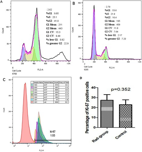 Figure 5. Cell cycle and Ki-67 expression.Note: A: Results of cell cycle analysis showed that most cells of control group were in G1 phase, B: The cell cycle of most cells in Rad group was blocked at G2/M phase, and had an additional heteroploid peak. C: The mean number of Ki-67 positive cells in the control group and the Rad group. Control group consisted of samples 1, 2, and 4 and Rad group consisted of samples 5, 6, and 7. Every sample was split into two parts, part 1 was incubated with PE-mouse-IgG1 as negative control, while part 2 was incubated with PE-mouse anti-human Ki-67 antibody.