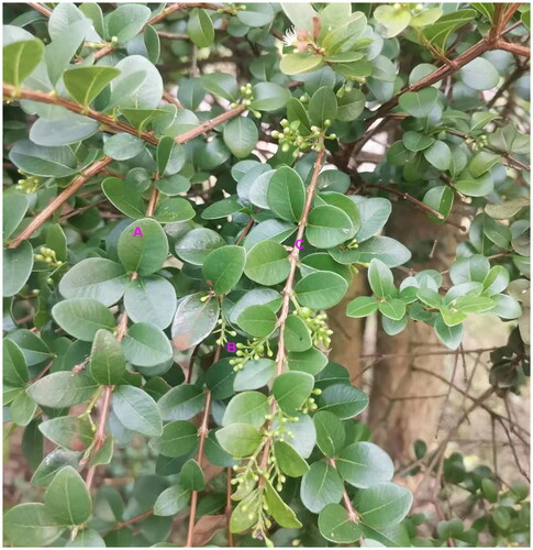 Figure 1. Photo of S. buxifolium. Lichai Yuan took the picture at Zhaiqian town, Guidong County, Chenzhou City, Hunan Province, China (N25˚59′26ʺ, E113˚54′39ʺ). A: Leaf; B: Inflorescence; C: branchlet.