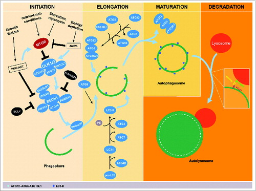 Figure 1. Schematic stages of the autophagic pathway. The process of autophagy progresses through several stages, including initiation, elongation, maturation, and degradation. Several stimuli are implicated in activation and inhibition of autophagy where the negative autophagic regulator; MTOR, is directly involved. Inhibition of MTOR, e.g., through nutrient starvation, rapamycin, or activation of AMP-activated protein kinase (AMPK) in energy-depleting conditions promotes autophagy. Activated AMPK inhibits also the MTOR downstream protein complex; the autophagic protein ULK1, which interacts with ATG13, ATG101 and RB1CC1. Conversely, nutrient-rich conditions deactivate MTOR and thereby suppress autophagy. Additionally, induction of the PI3K-AKT pathway by growth factors inhibits autophagy by activating MTOR and suppressing the BECN1-containing class III PtdIns3K complex. Activation of the ULK1 complex results in the translocation of the BECN1 complex to the assembly site of a phagophore and generates phosphatidylinositol-3-phosphate (PtdIns3P), which is involved in recruiting a number of ATG proteins. The BECN1 complex is activated by ATG14, SH3GLB1, UVRAG, and AMBRA1, and is suppressed by KIAA0226/Rubicon or BCL2. Elongation of the phagophore requires 2 ubiquitin-like conjugation systems, the ATG12–ATG5-ATG16L1 conjugation system and the microtubule-associated protein 1 light chain 3 (LC3) conjugation system. These conjugation systems require participation a range of proteases and ligases such as ATG3, ATG4B, ATG7, and ATG10 to trigger oligomerization on the outside of the membrane of the growing autophagosome. ATG9 and/or ATG16L1-positive vesicles are involved in membrane trafficking and formation of these autophagosomes. Under conditions of autophagosomal maturation, the ATG proteins are released back into the cytosol, and the final stages of autophagy can then be initiated by autophagosome-lysosome fusion using, for example, interaction between STX17, as an autophagosomal SNARE and its partners SNAP29 and VAMP8.
