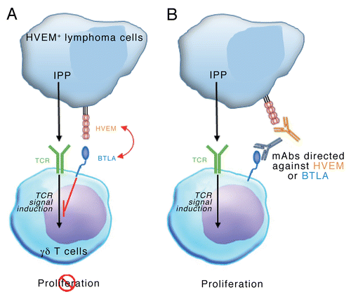 Figure 1. Lymphoma cells may regulate intranodal Vγ9Vδ2 T-cell expansion via a BTLA- and HVEM-dependent signaling pathway. (A) Isopentenyl pyrophosphate (IPP) produced by cancer cells can be recognized by the Vγ9Vδ2 T-cell receptor (TCR), hence stimulating Vγ9Vδ2 T-cell proliferation. Lymphoma cells expressing the herpesvirus entry mediator A (HVEM) inhibit the trasnduction of Vγ9Vδ2 TCR-elicited signals by interacting with B and T lymphocyte associated (BTLA), hence impeding Vγ9Vδ2 T-cell proliferation. (B) Monoclonal antibodies directed against BTLA or HVEM allow Vγ9Vδ2 T cells to proliferate in spite of the presence of HVEM+ lymphoma cells.