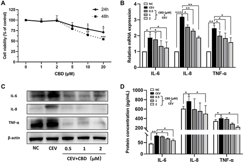 Figure 2 CBD suppressed the inflammatory reaction induced by CEVs in NHEKs. (A) Cell viability of NHEKs 24 and 48 h after CBD treatment at different concentrations (0, 1, 2, 5, 10, 20 μM) was detected by CCK-8 assay. (B–D) mRNA (B) and protein (C and D) levels of IL-6, IL-8 and TNF-α of CEVs-stimulated NHEKs in the presence of vehicle or CBD (0.5, 1 and 2 μM) were detected by RT-PCR (B), Western blotting (C, β-actin was used as the endogenous control) and ELISA (D) respectively. The data are presented as the mean ± S.E.M. of three independent experiments. *P < 0.05; **P < 0.01; ***P < 0.001; ****P < 0.0001.